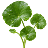 Centella Asiatica Extract (Cica)