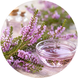 Heather Extract